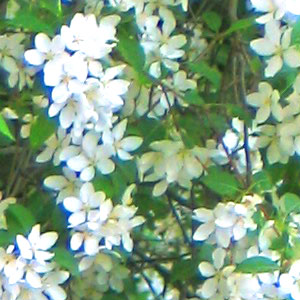 Первая нота весны