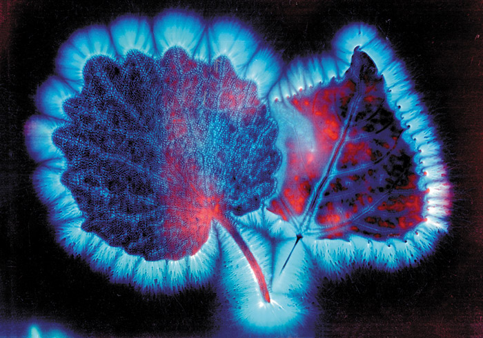 "Кирлианография и современность": встреча с доктором наук из Днепропетровска. Фоторепортаж