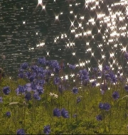 О фильме Елизаветы Малининой «Алтай. У истока Красоты».