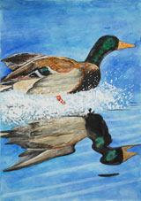 Путешествие по выставке "Дикие животные родного края"