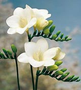 "Любимый цветок Наш"