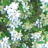 Первая нота весны